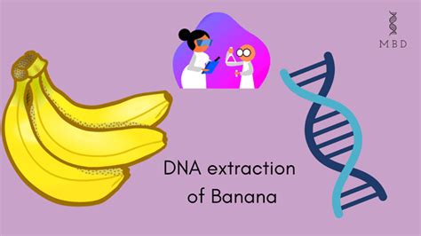 extract banana dna|are humans close to bananas.